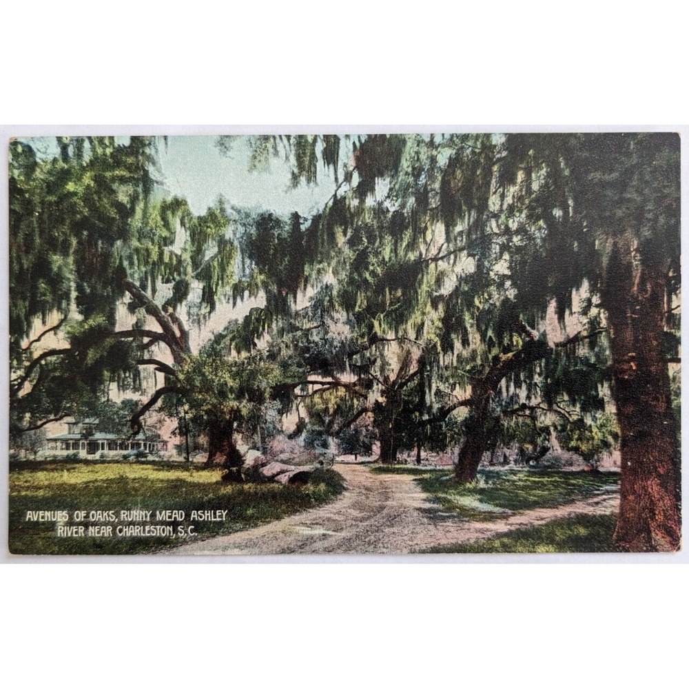 Avenue of Oaks Runny Mead Ashley‎ River near Charleston South Carolina Postcard